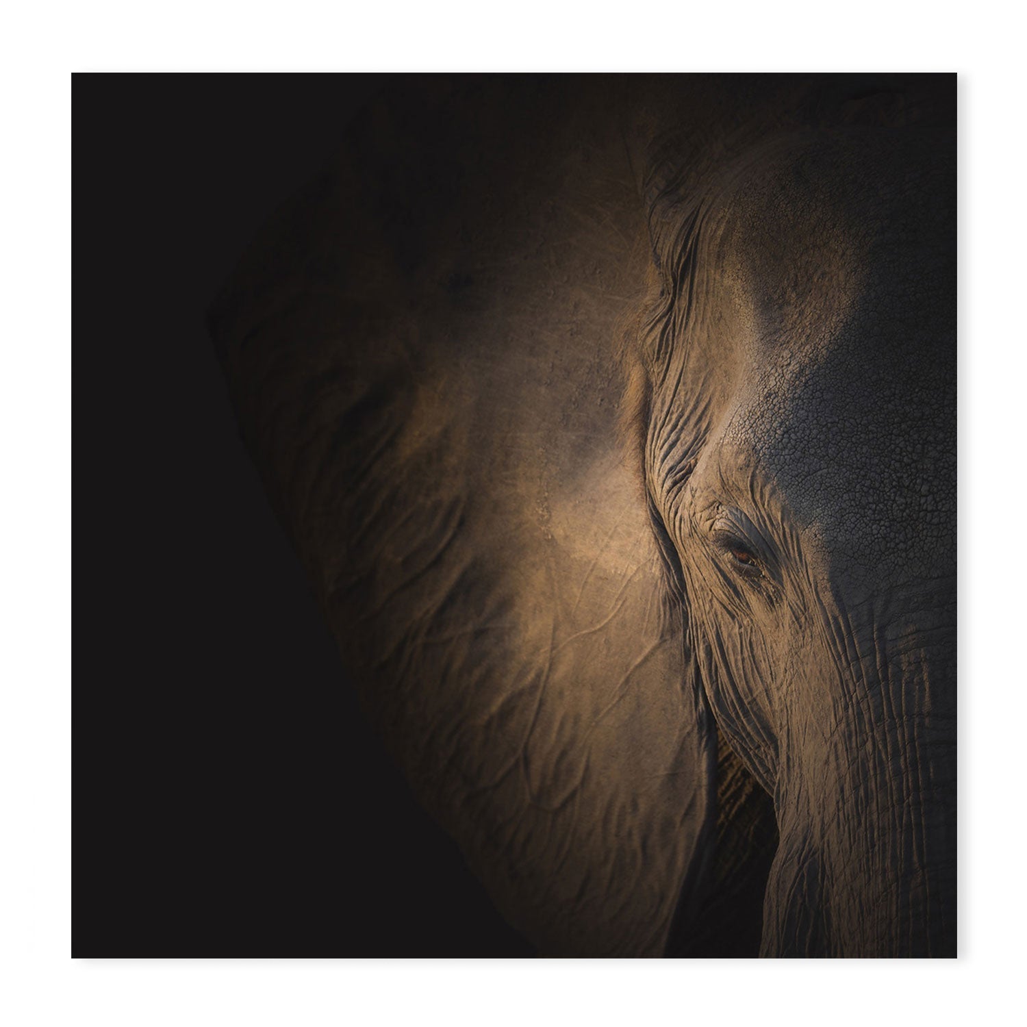 wall-art-print-canvas-poster-framed-Gently Giant, by Louise Wolbers-by-Plus X Studio-Gioia Wall Art