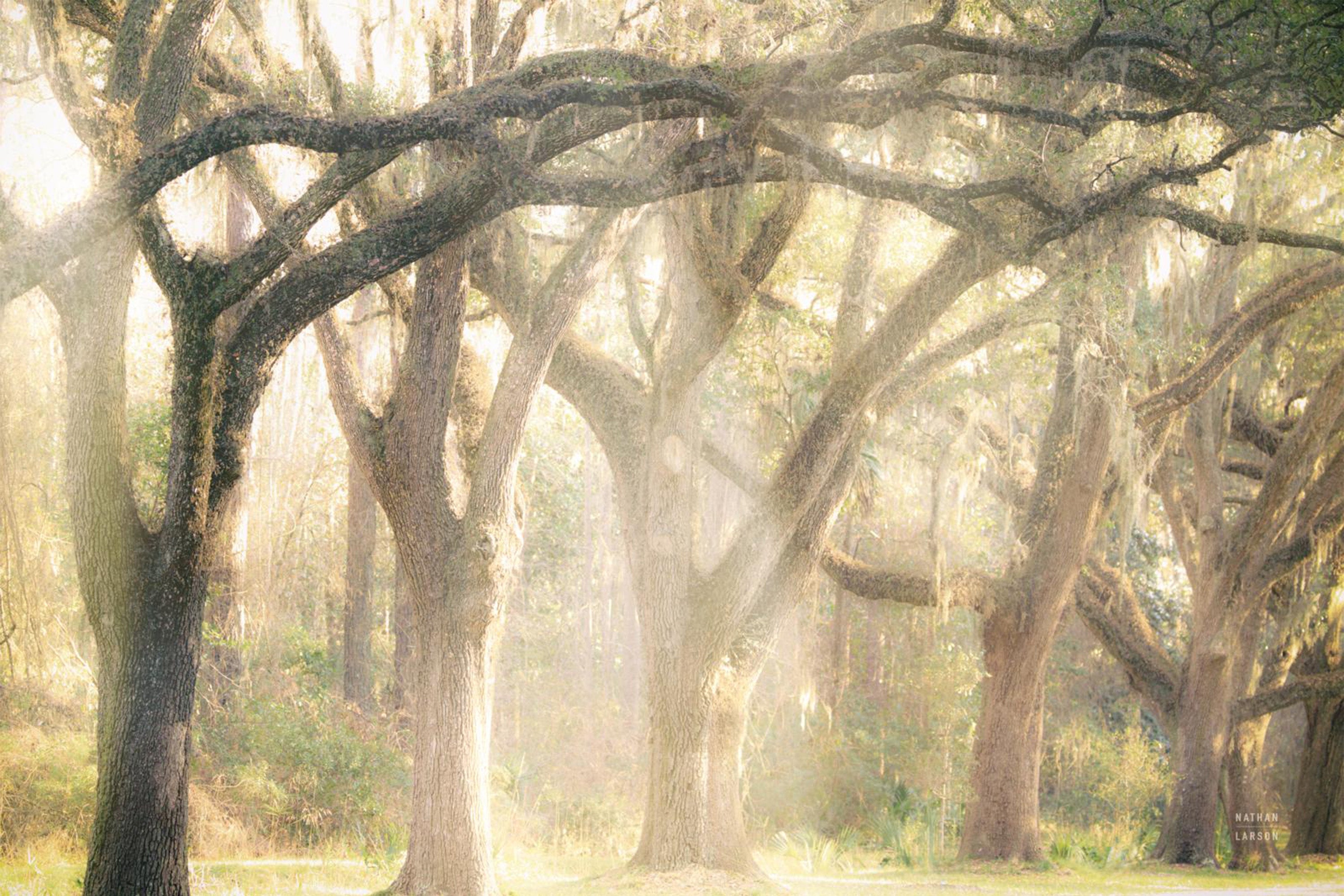 wall-art-print-canvas-poster-framed-Georgia Rays-1