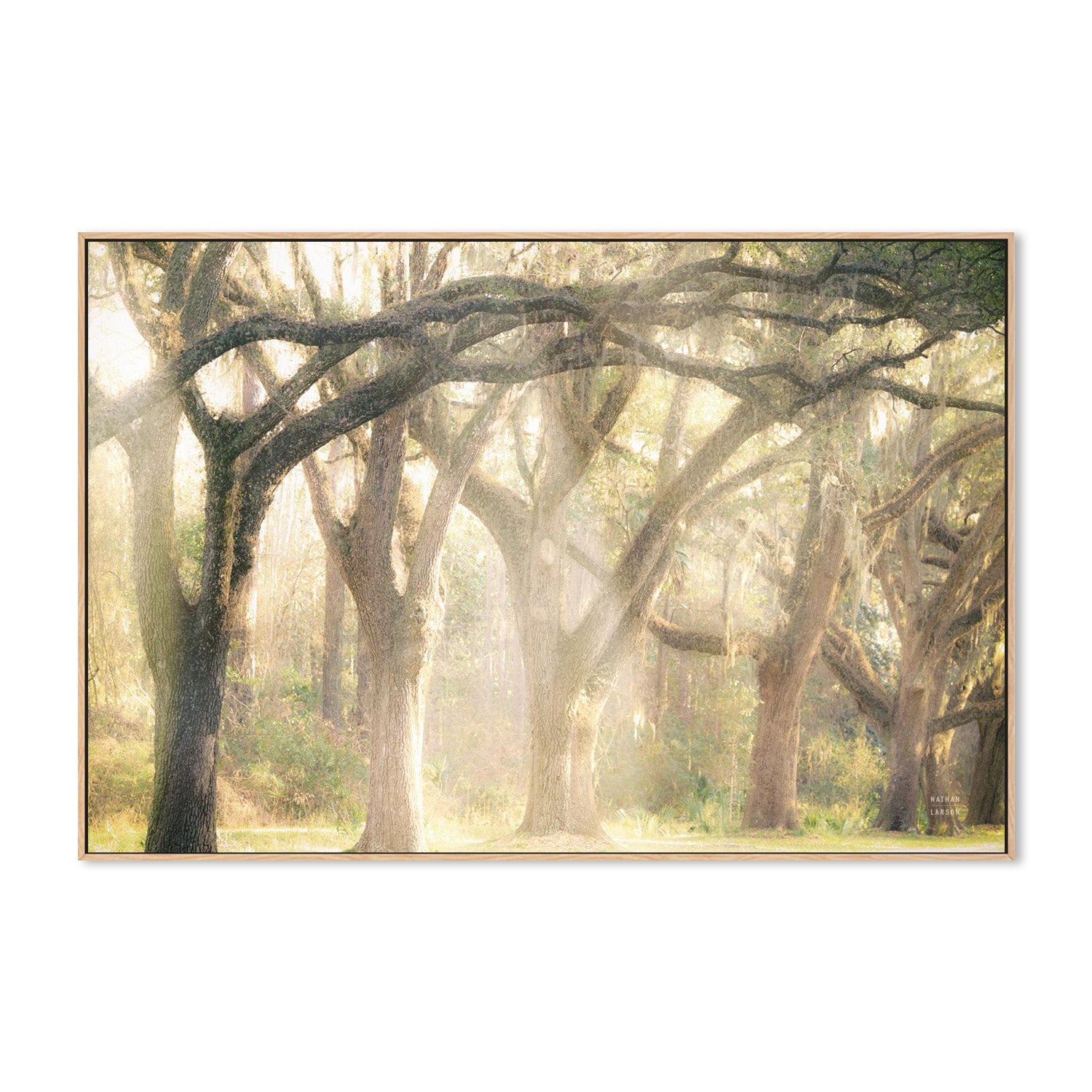 wall-art-print-canvas-poster-framed-Georgia Rays-4