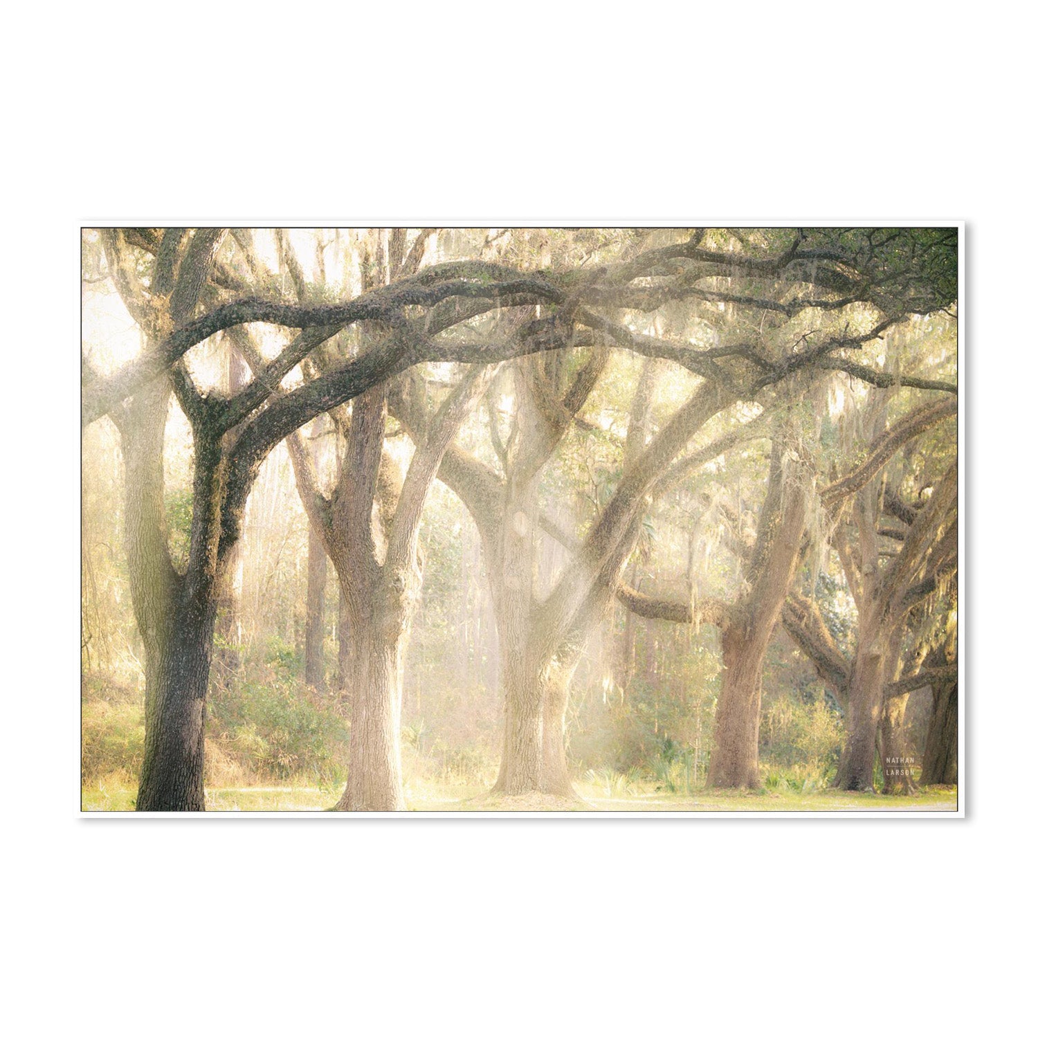 wall-art-print-canvas-poster-framed-Georgia Rays-5