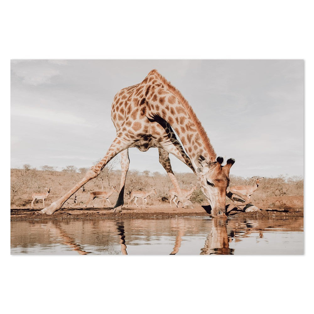wall-art-print-canvas-poster-framed-Giraffe Having A Drink, By Linda D Lester-by-Plus X Studio-Gioia Wall Art