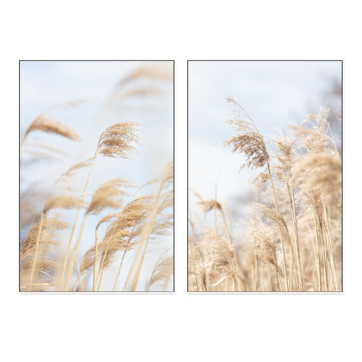 wall-art-print-canvas-poster-framed-Grass Reed And Sky, Set Of 2-by-Plus X Studio-Gioia Wall Art