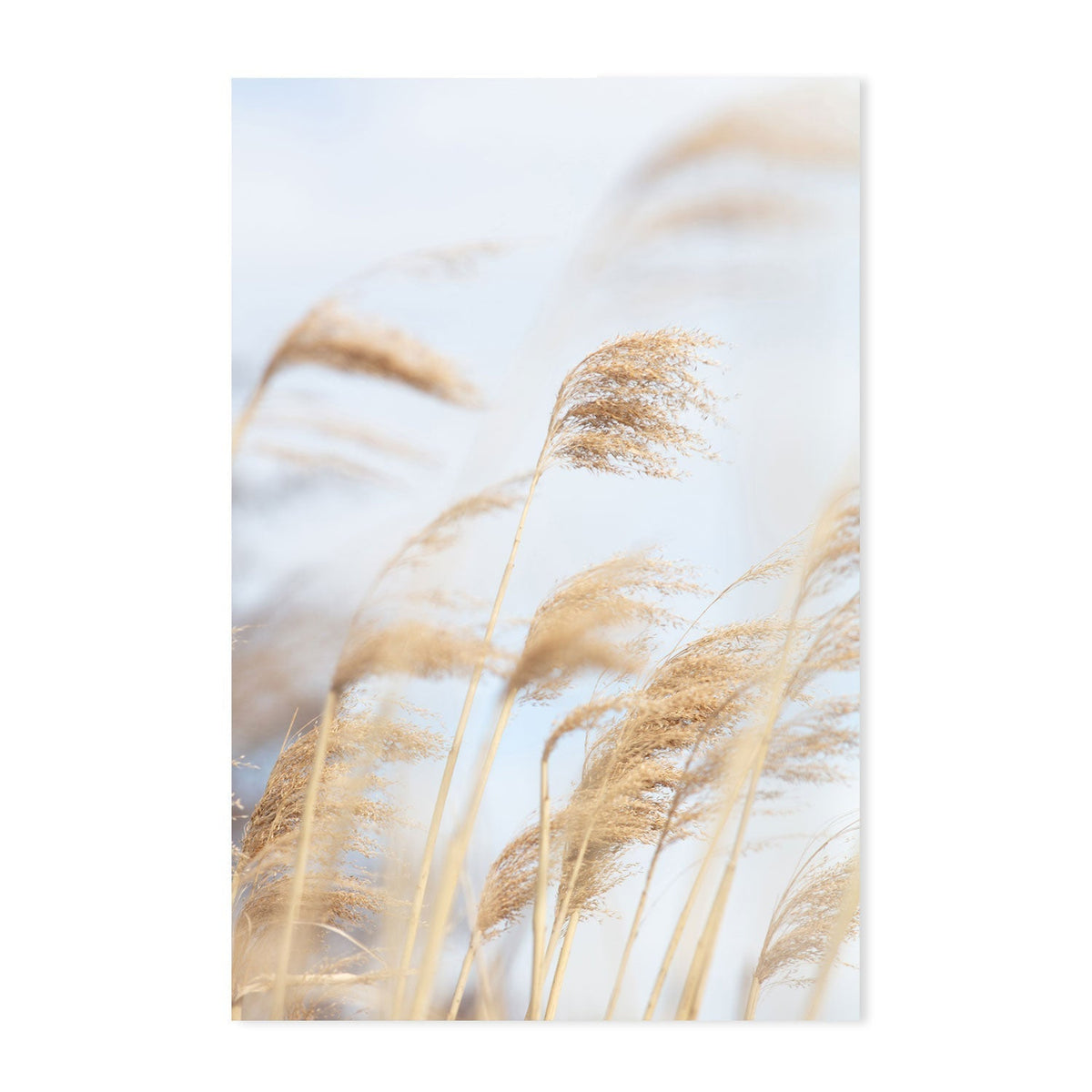 wall-art-print-canvas-poster-framed-Grass Reed And Sky, Set Of 2-by-Plus X Studio-Gioia Wall Art