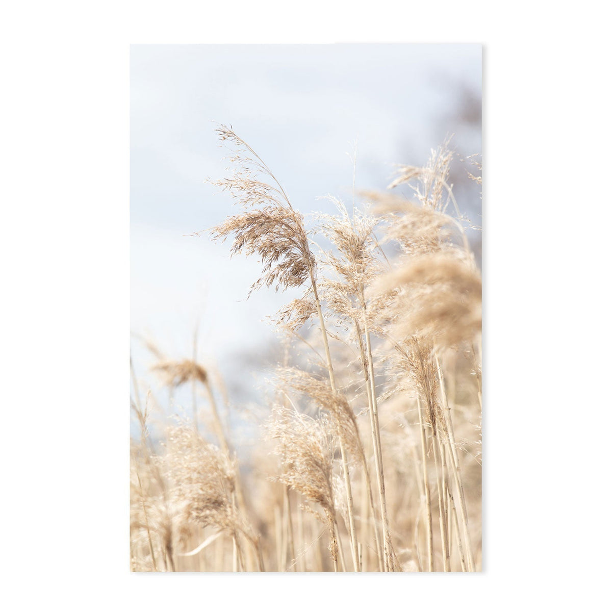 wall-art-print-canvas-poster-framed-Grass Reed And Sky, Set Of 2-by-Plus X Studio-Gioia Wall Art