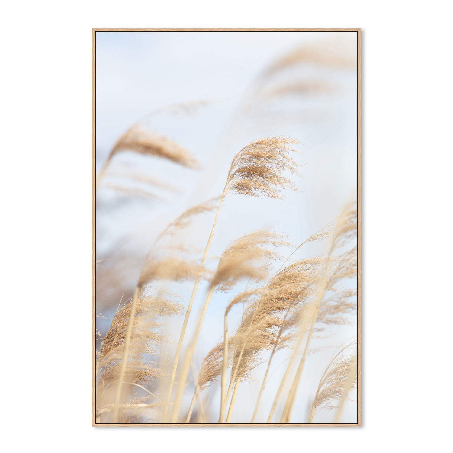 wall-art-print-canvas-poster-framed-Grass Reed And Sky, Style A-by-Plus X Studio-Gioia Wall Art