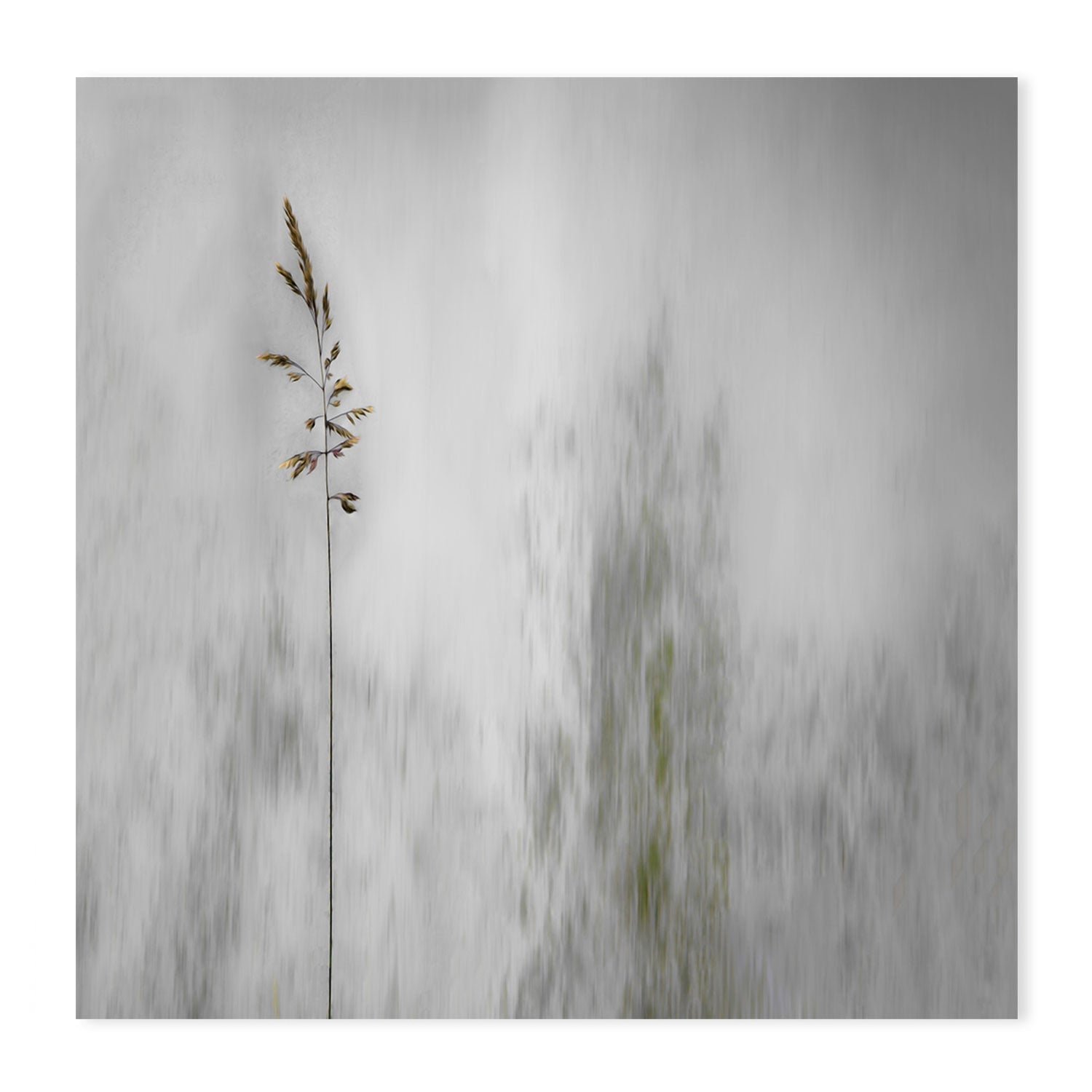 wall-art-print-canvas-poster-framed-Growing Tall , By Gilbert Claes-GIOIA-WALL-ART