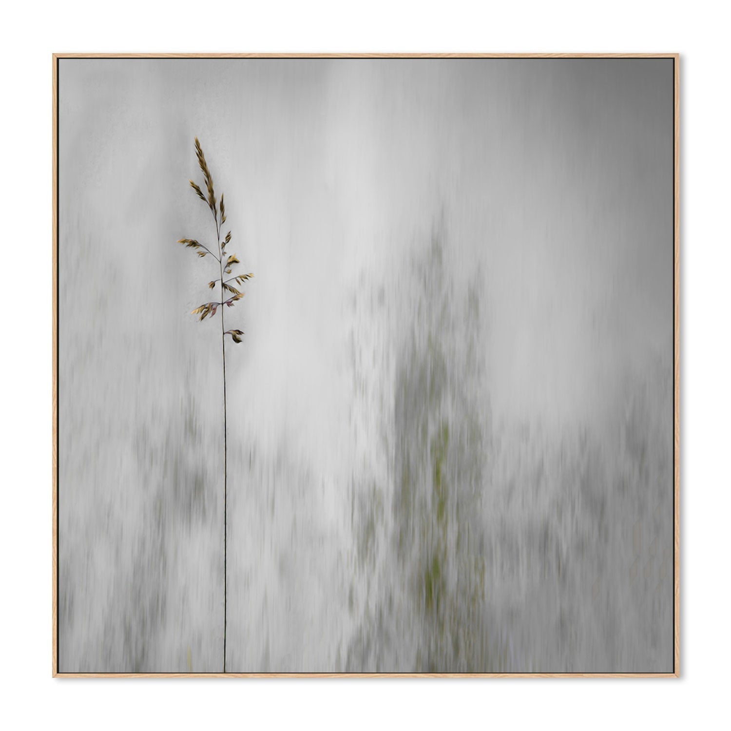 wall-art-print-canvas-poster-framed-Growing Tall , By Gilbert Claes-GIOIA-WALL-ART