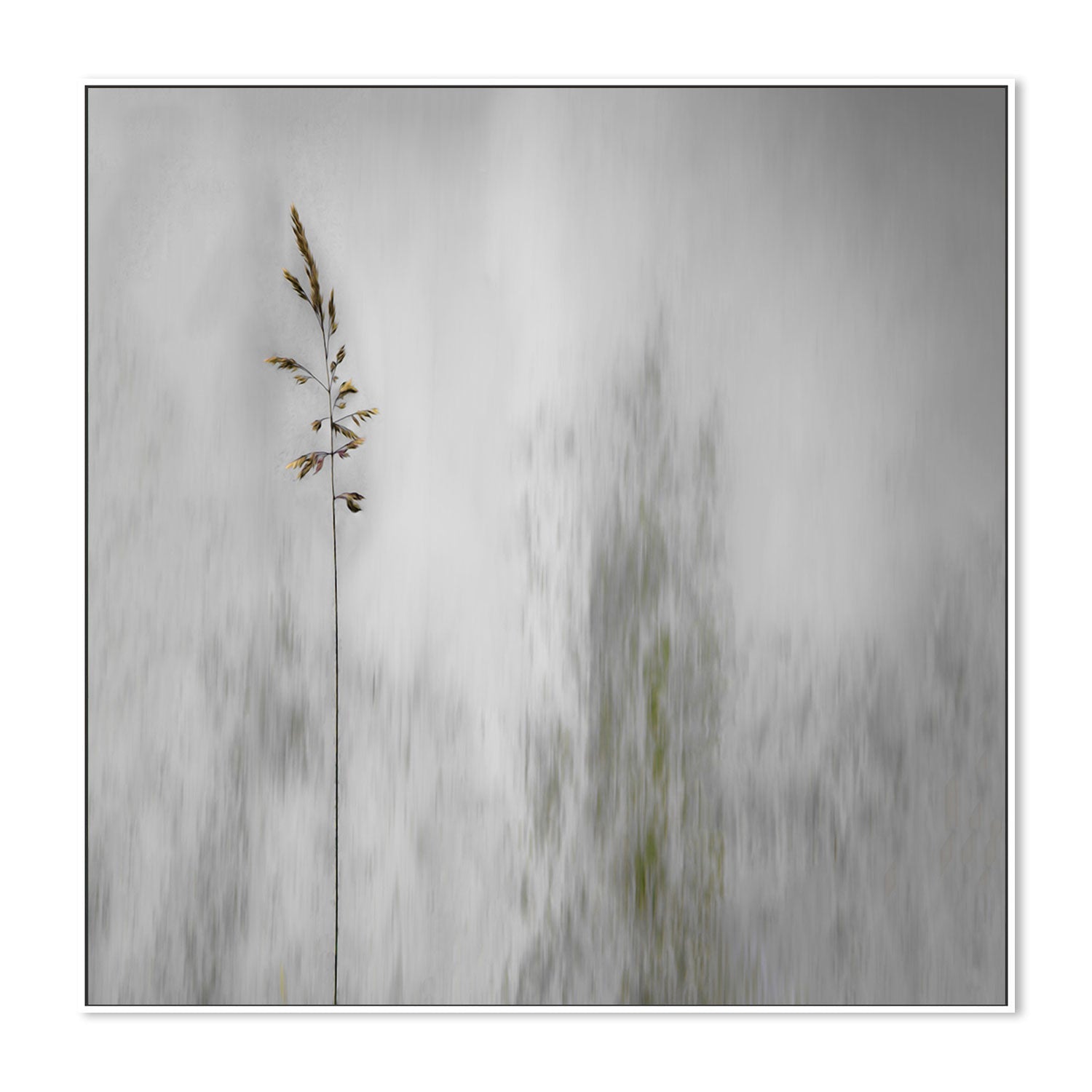 wall-art-print-canvas-poster-framed-Growing Tall , By Gilbert Claes-GIOIA-WALL-ART