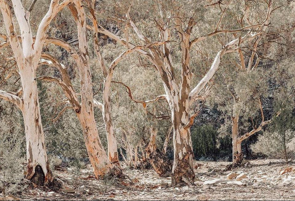 Gum Tree Forest-Gioia-Prints-Framed-Canvas-Poster-GIOIA-WALL-ART