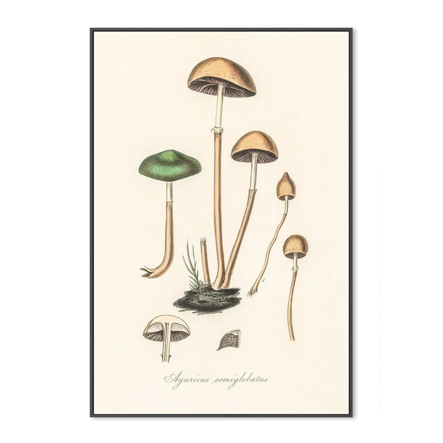 wall-art-print-canvas-poster-framed-Halfglobe Mushrooms-GIOIA-WALL-ART