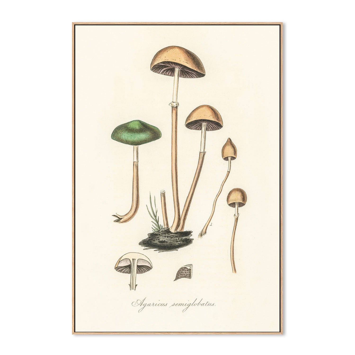 wall-art-print-canvas-poster-framed-Halfglobe Mushrooms-GIOIA-WALL-ART