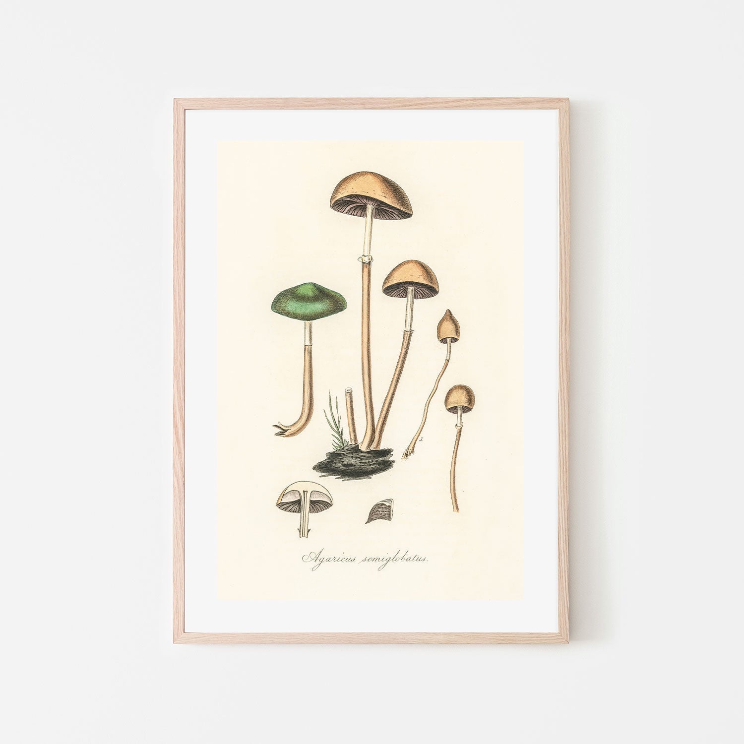 wall-art-print-canvas-poster-framed-Halfglobe Mushrooms-GIOIA-WALL-ART