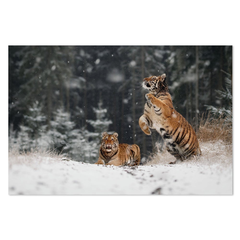 wall-art-print-canvas-poster-framed-It Is Snowing, By Michaela Firešová-by-Plus X Studio-Gioia Wall Art