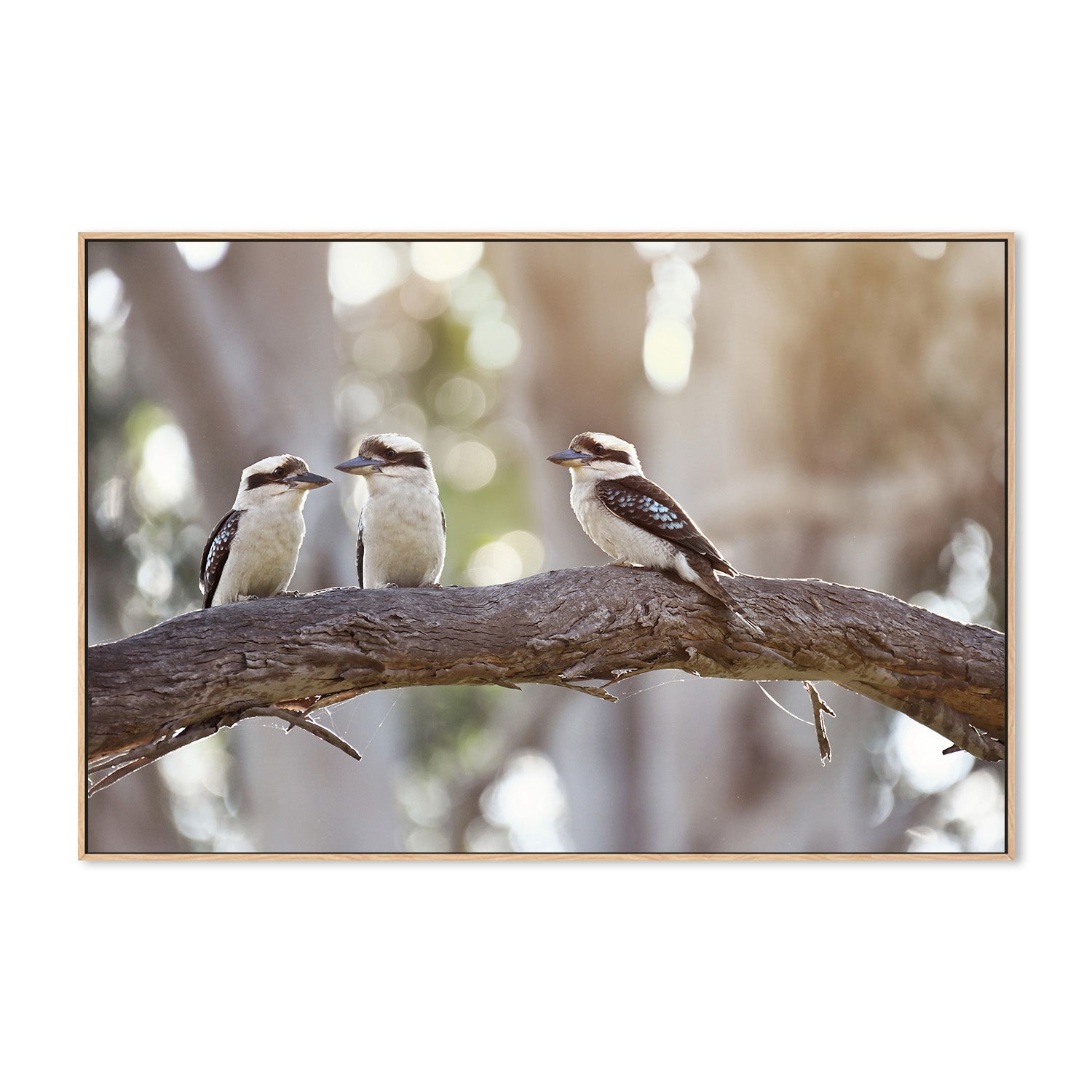 wall-art-print-canvas-poster-framed-Kevin, Garry and Wally , By Belinda Gerace-4