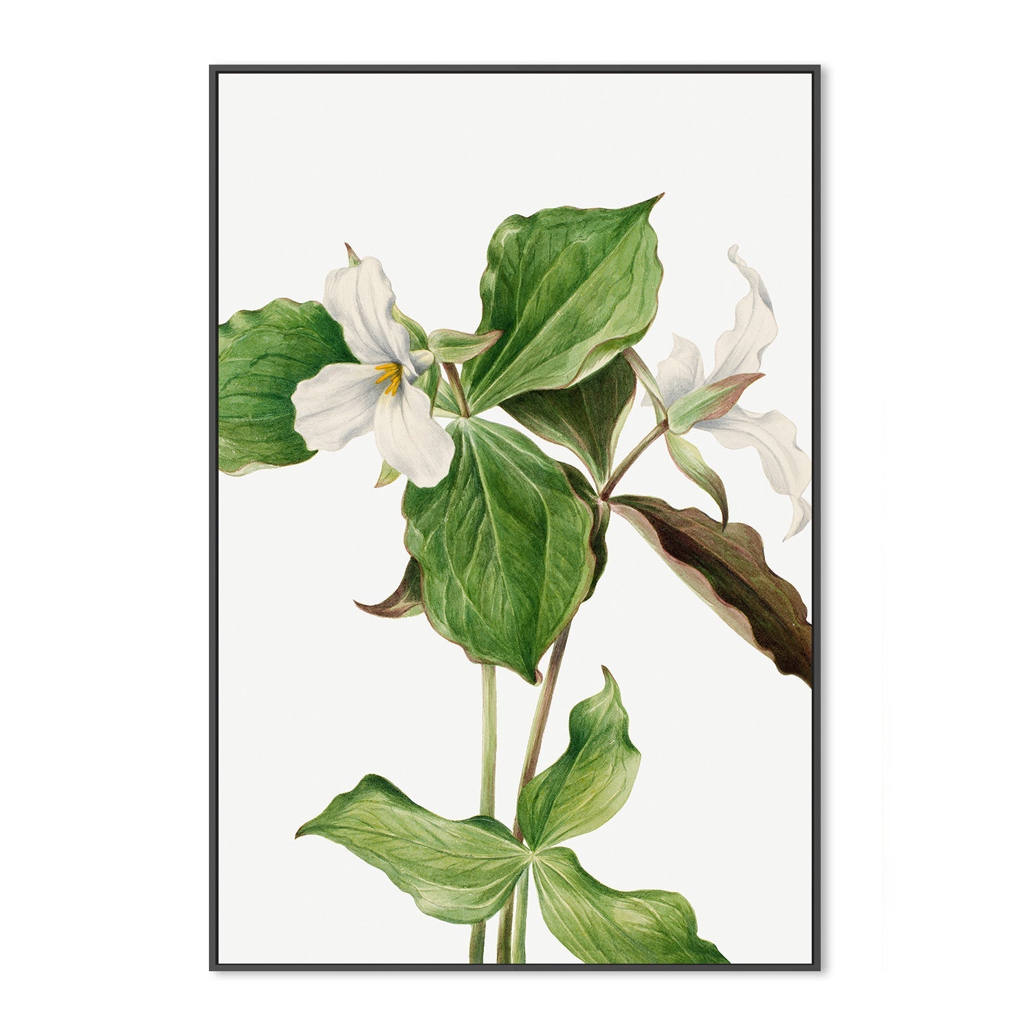 wall-art-print-canvas-poster-framed-Large White Trillium-3