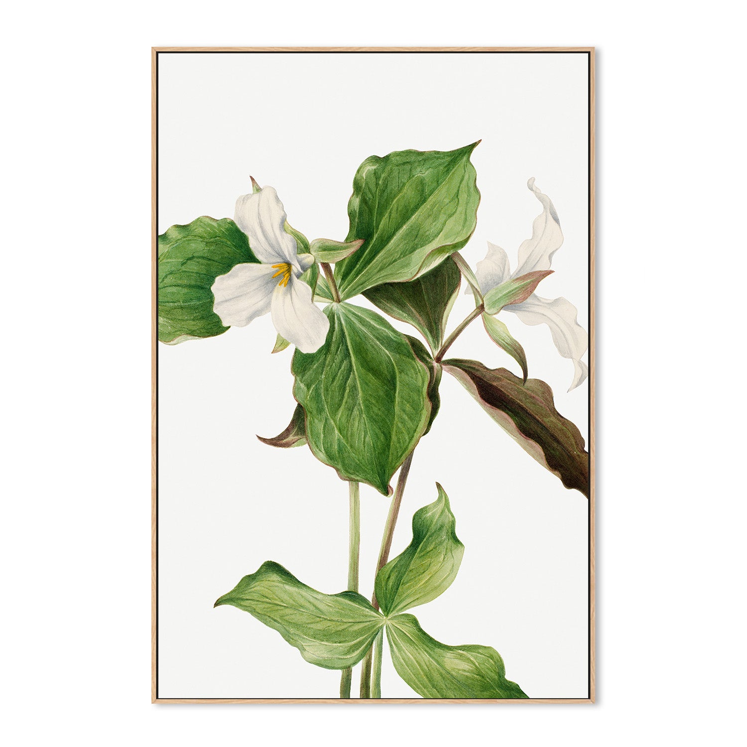 wall-art-print-canvas-poster-framed-Large White Trillium-4