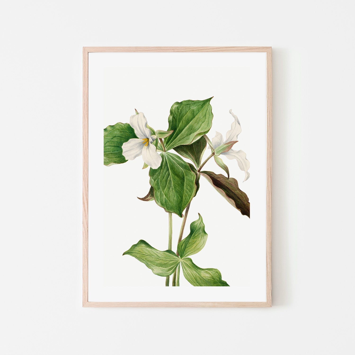 wall-art-print-canvas-poster-framed-Large White Trillium-6