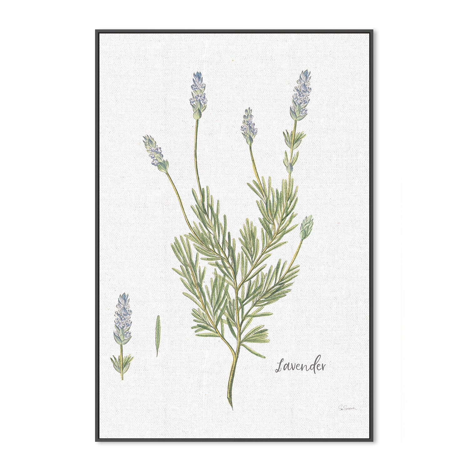 wall-art-print-canvas-poster-framed-Lavender Cottage Herbs, Style B , By Sue Schlabach-3