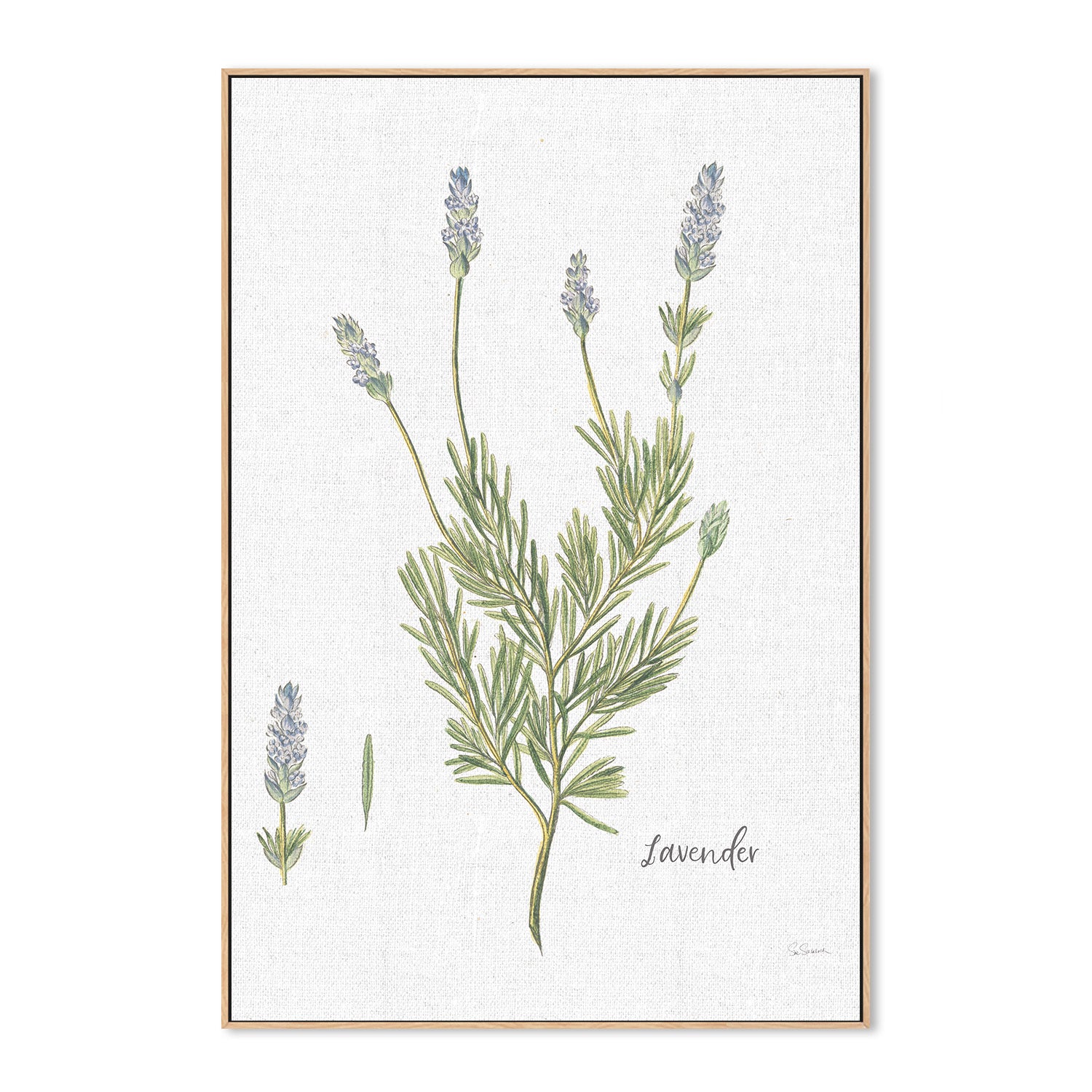 wall-art-print-canvas-poster-framed-Lavender Cottage Herbs, Style B , By Sue Schlabach-4