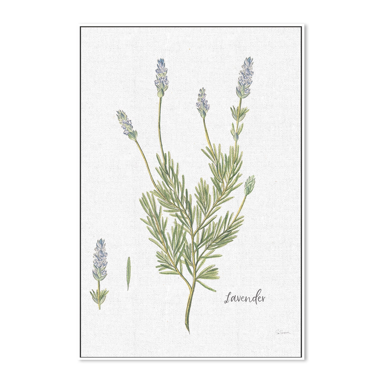 wall-art-print-canvas-poster-framed-Lavender Cottage Herbs, Style B , By Sue Schlabach-5