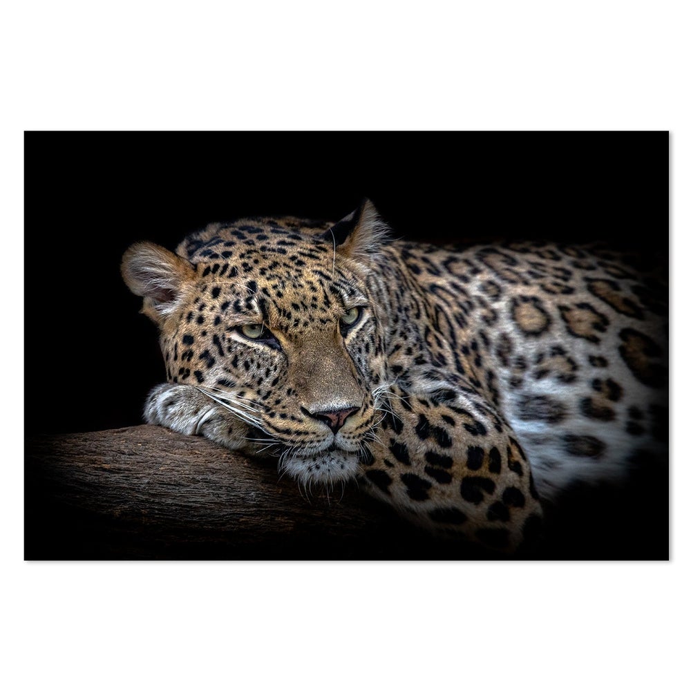 wall-art-print-canvas-poster-framed-Leopard Resting, By Nauzet Báez Photography-by-Plus X Studio-Gioia Wall Art
