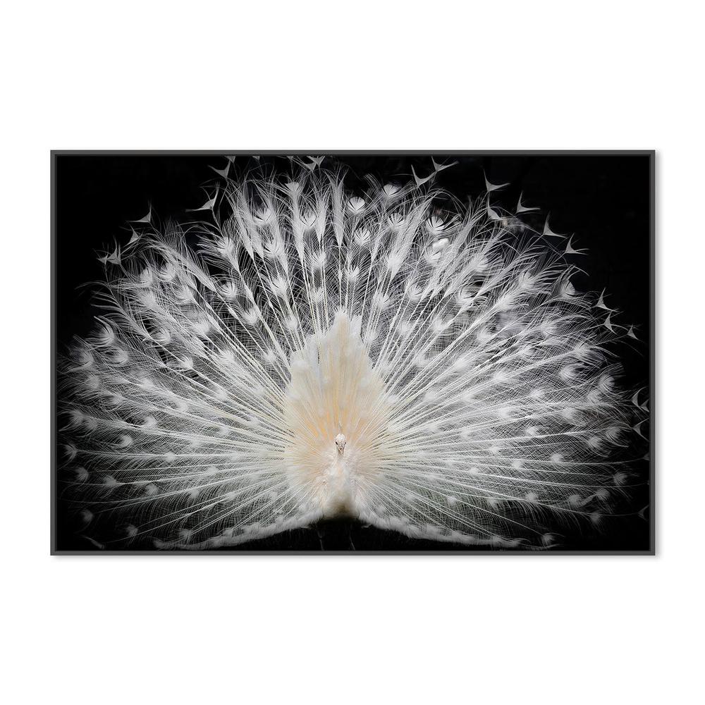 wall-art-print-canvas-poster-framed-Majestic White Peacock-3