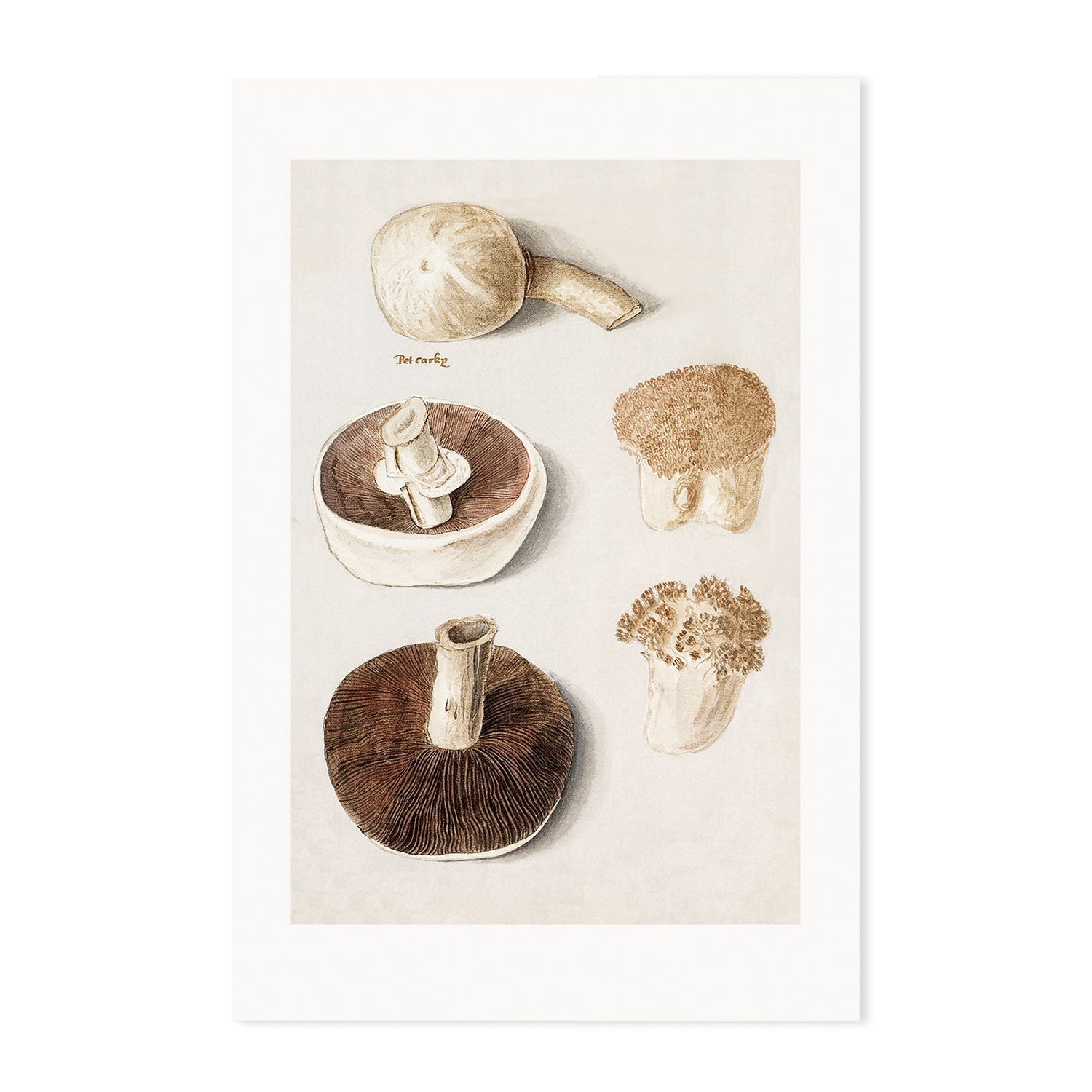 wall-art-print-canvas-poster-framed-Meadow Mushrooms-GIOIA-WALL-ART