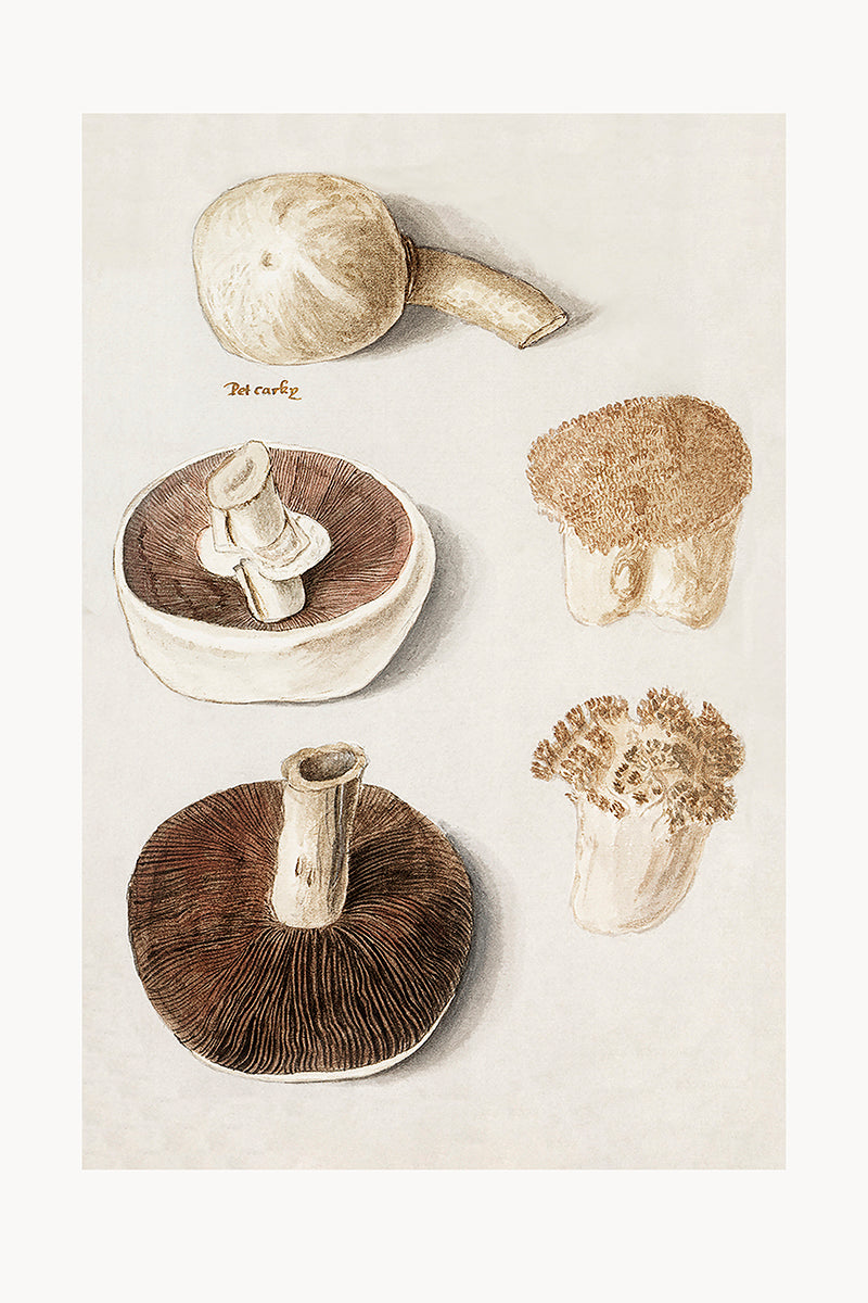 wall-art-print-canvas-poster-framed-Meadow Mushrooms-GIOIA-WALL-ART