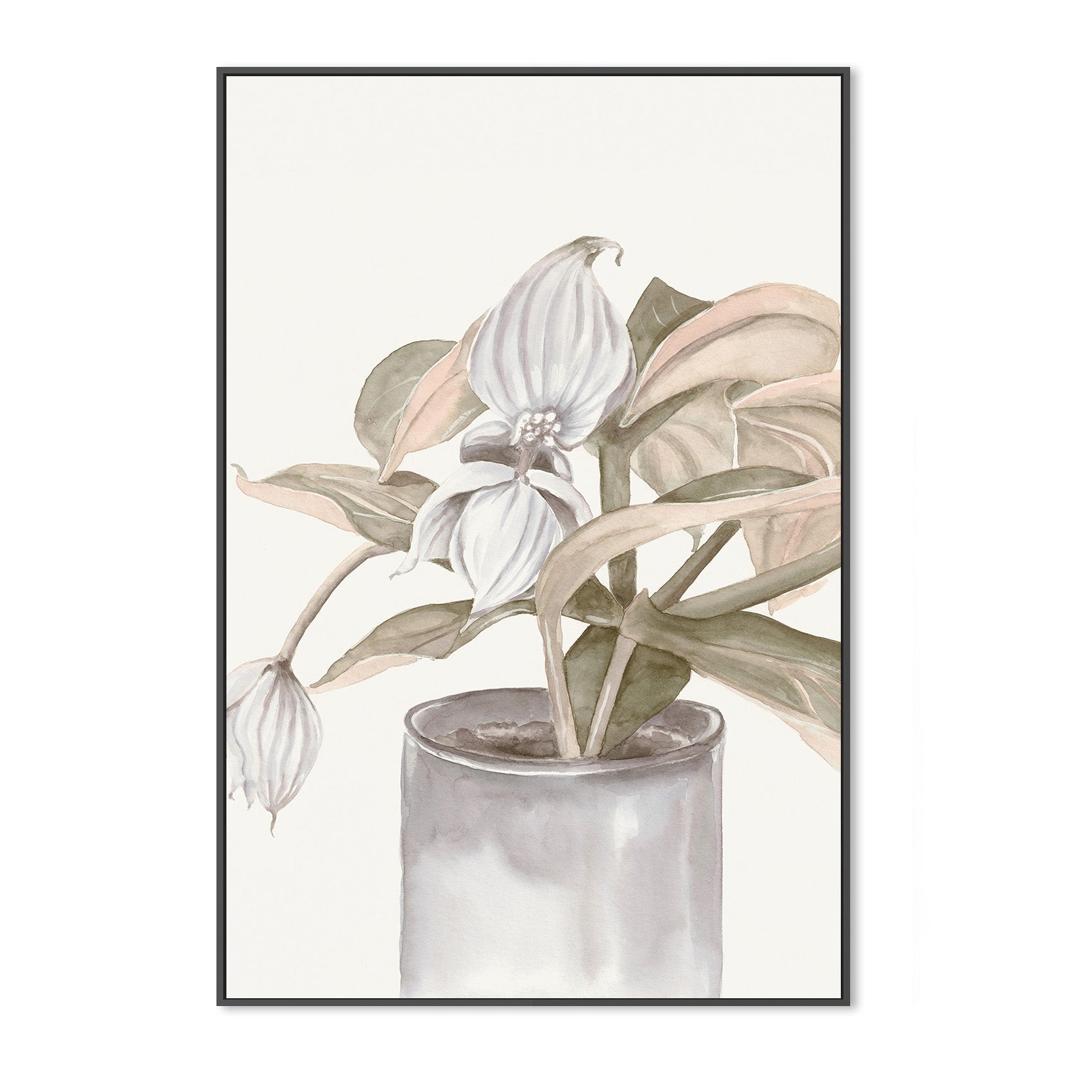 wall-art-print-canvas-poster-framed-Medinilla Magnifica-3