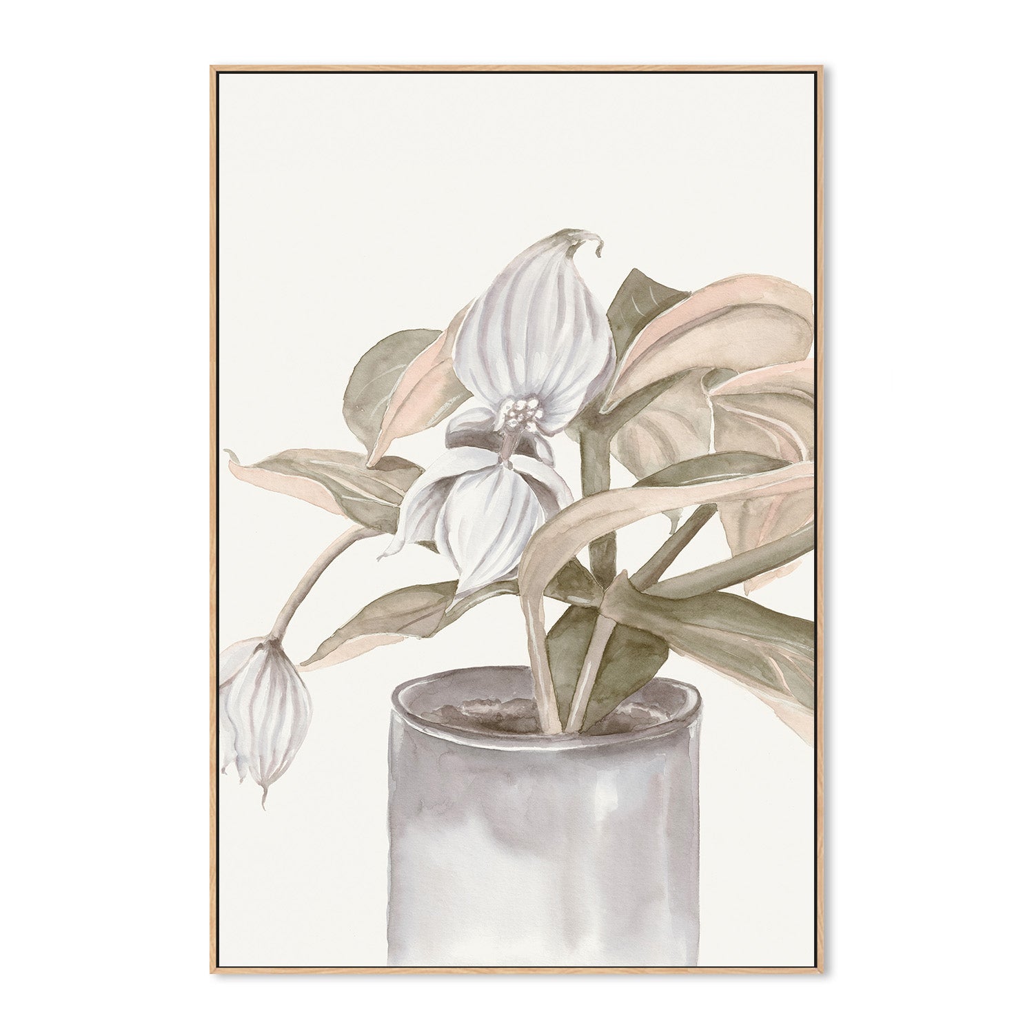 wall-art-print-canvas-poster-framed-Medinilla Magnifica-4