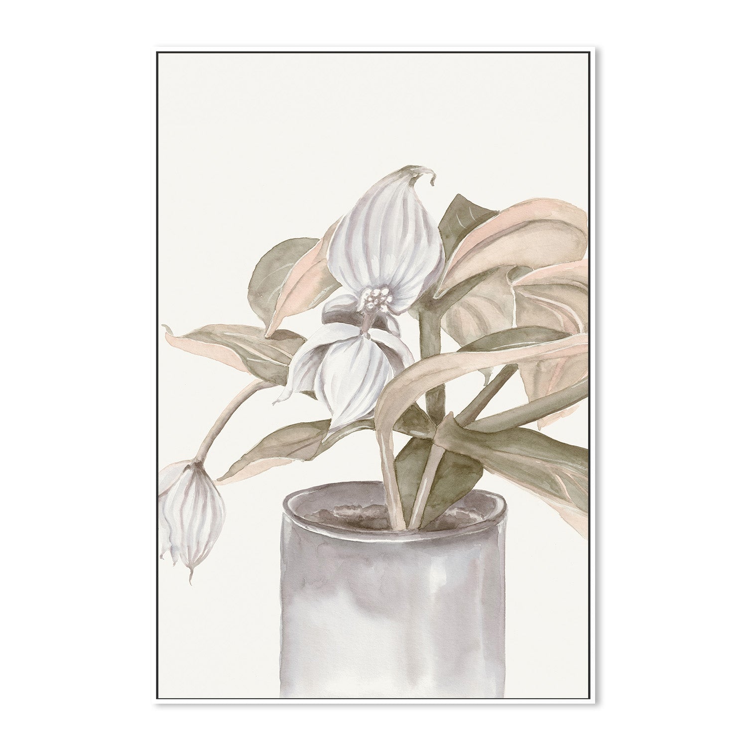wall-art-print-canvas-poster-framed-Medinilla Magnifica-5