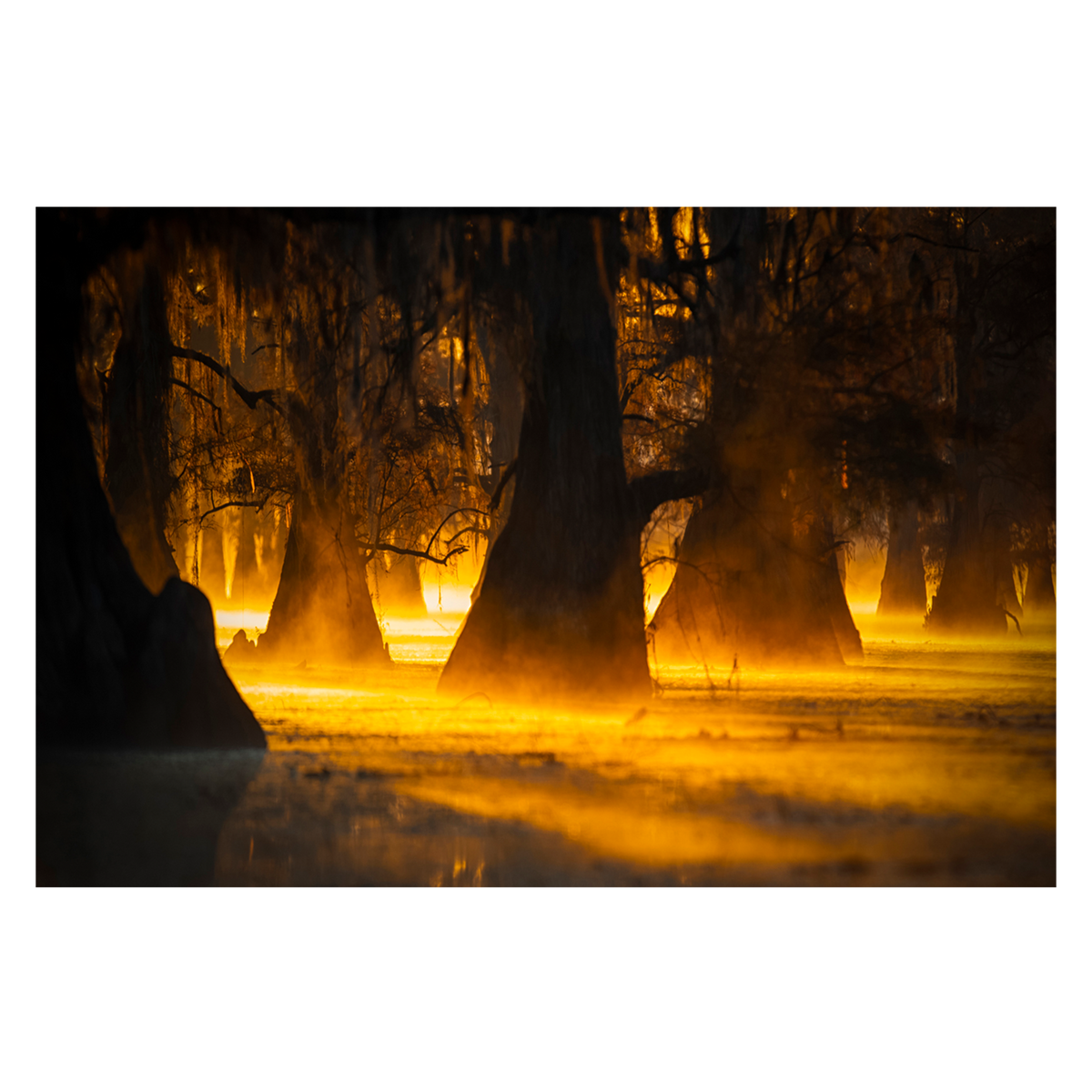 wall-art-print-canvas-poster-framed-Morning Light, By Michael Zheng-GIOIA-WALL-ART