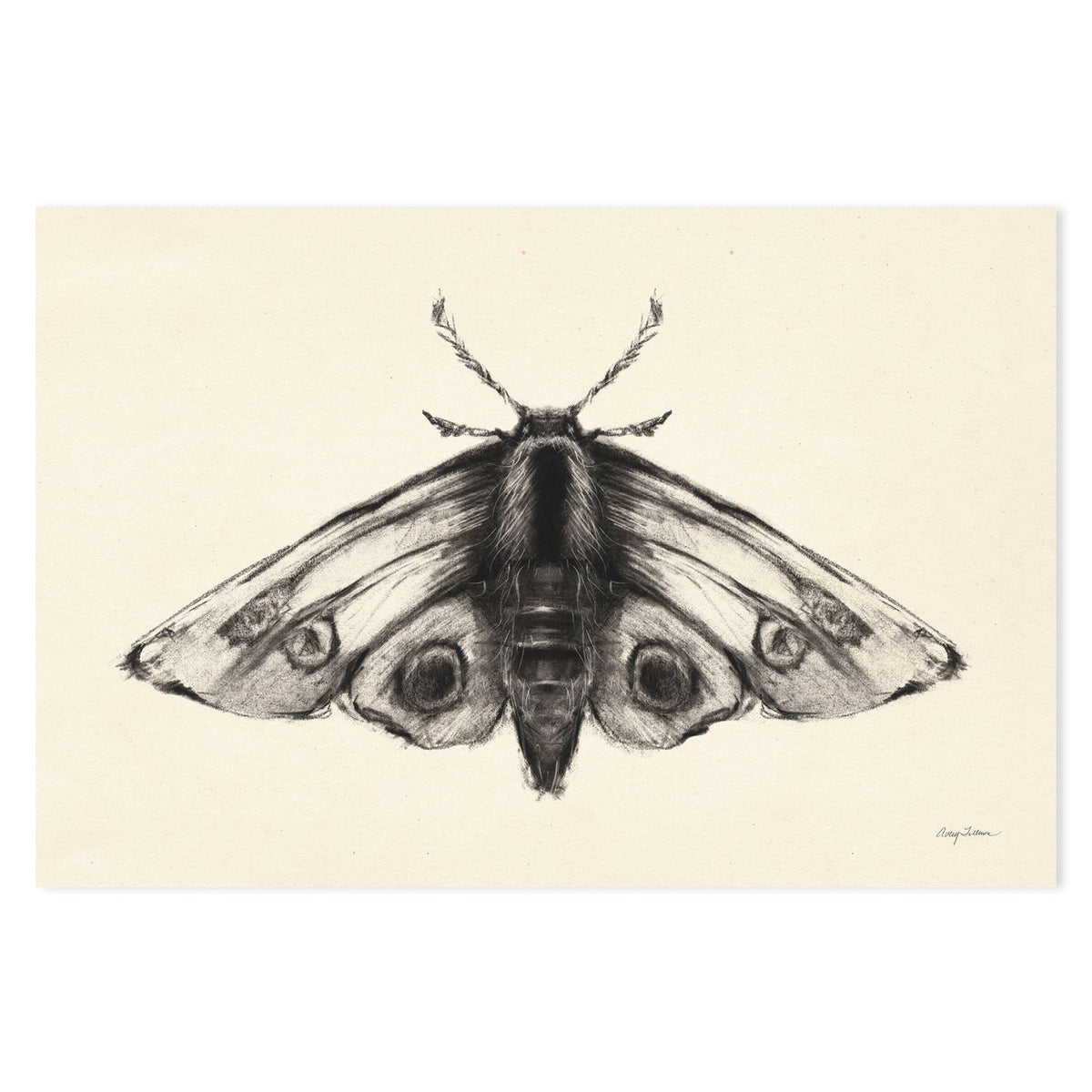 wall-art-print-canvas-poster-framed-Moth, Style A , By Avery Tillmon-GIOIA-WALL-ART