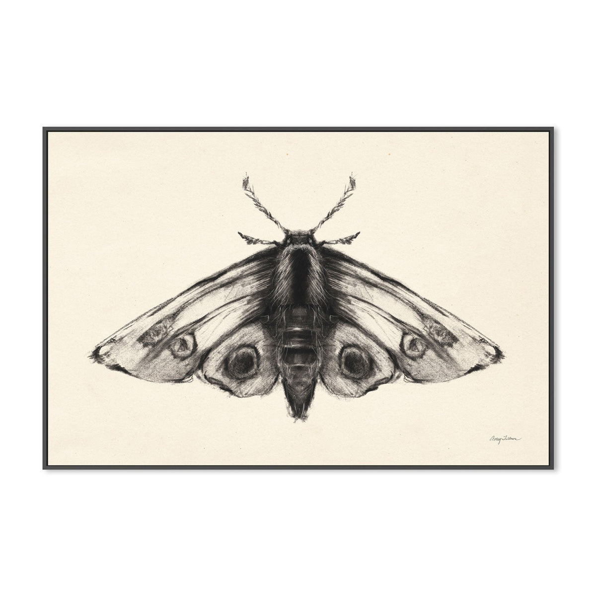 wall-art-print-canvas-poster-framed-Moth, Style A , By Avery Tillmon-GIOIA-WALL-ART