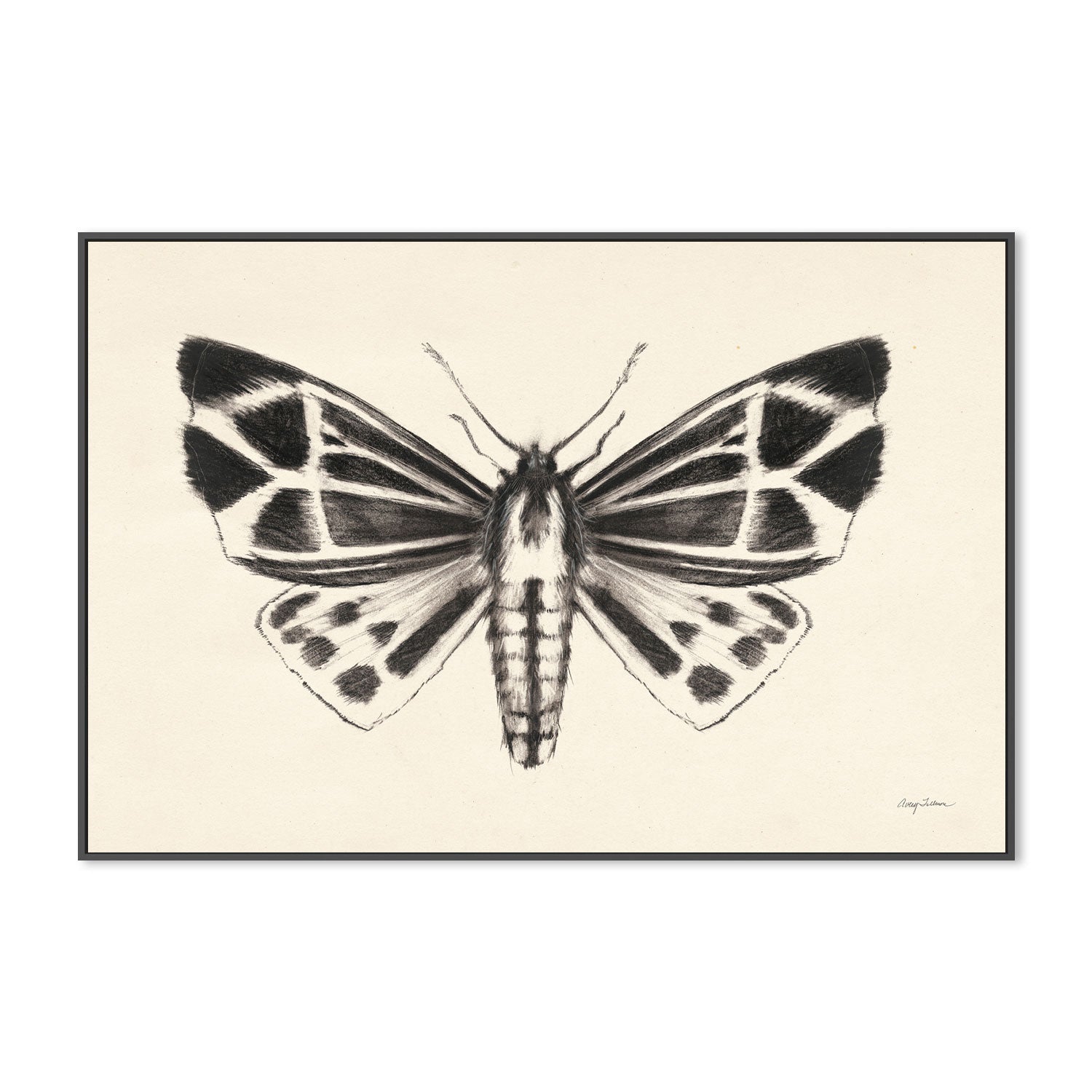 wall-art-print-canvas-poster-framed-Moth, Style B , By Avery Tillmon-GIOIA-WALL-ART