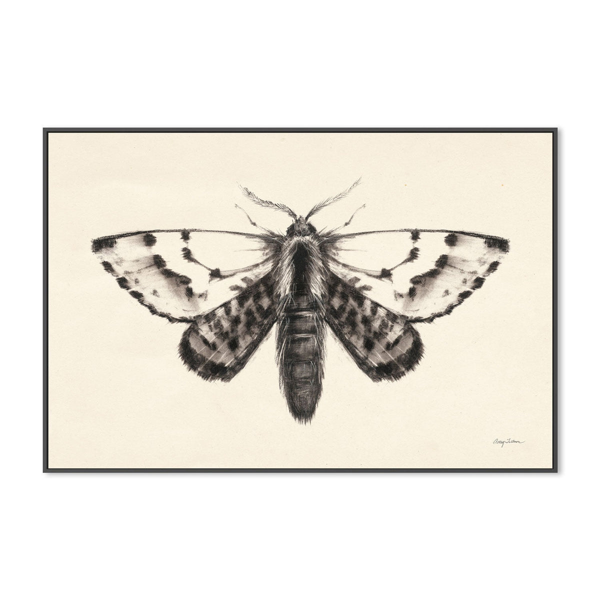 wall-art-print-canvas-poster-framed-Moth, Style C , By Avery Tillmon-GIOIA-WALL-ART