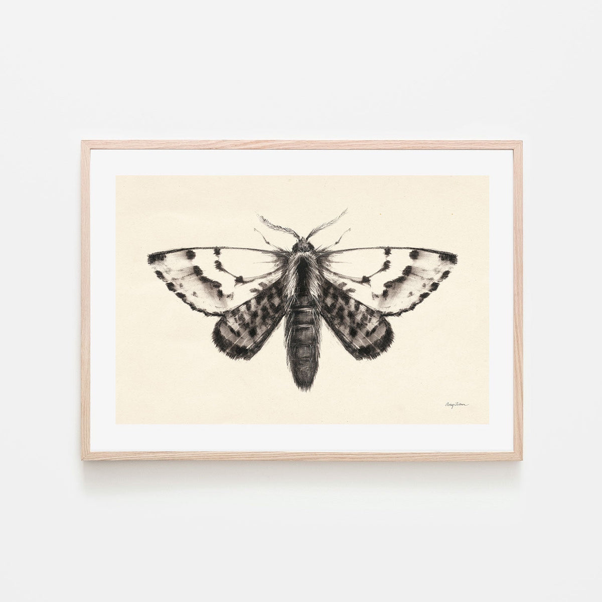 wall-art-print-canvas-poster-framed-Moth, Style C , By Avery Tillmon-GIOIA-WALL-ART