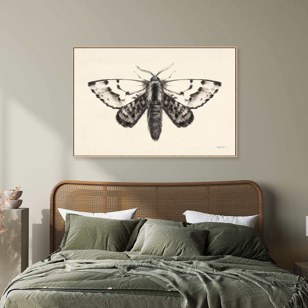 wall-art-print-canvas-poster-framed-Moth, Style C , By Avery Tillmon-GIOIA-WALL-ART