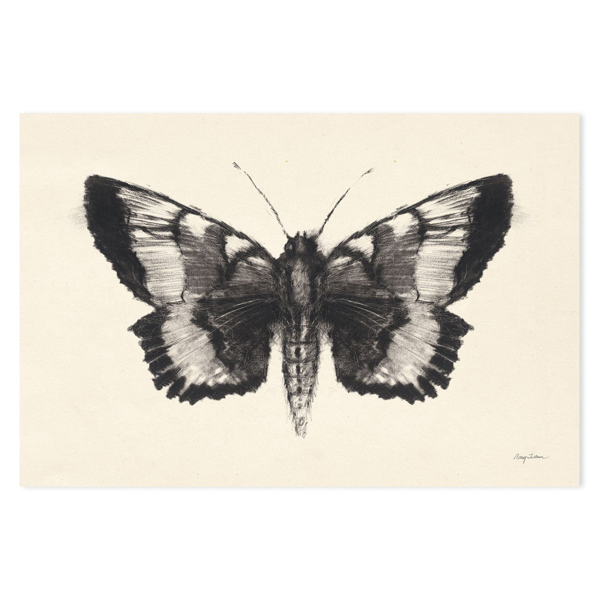 wall-art-print-canvas-poster-framed-Moth, Style D , By Avery Tillmon-GIOIA-WALL-ART