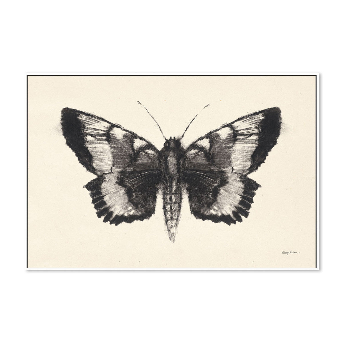 wall-art-print-canvas-poster-framed-Moth, Style D , By Avery Tillmon-GIOIA-WALL-ART