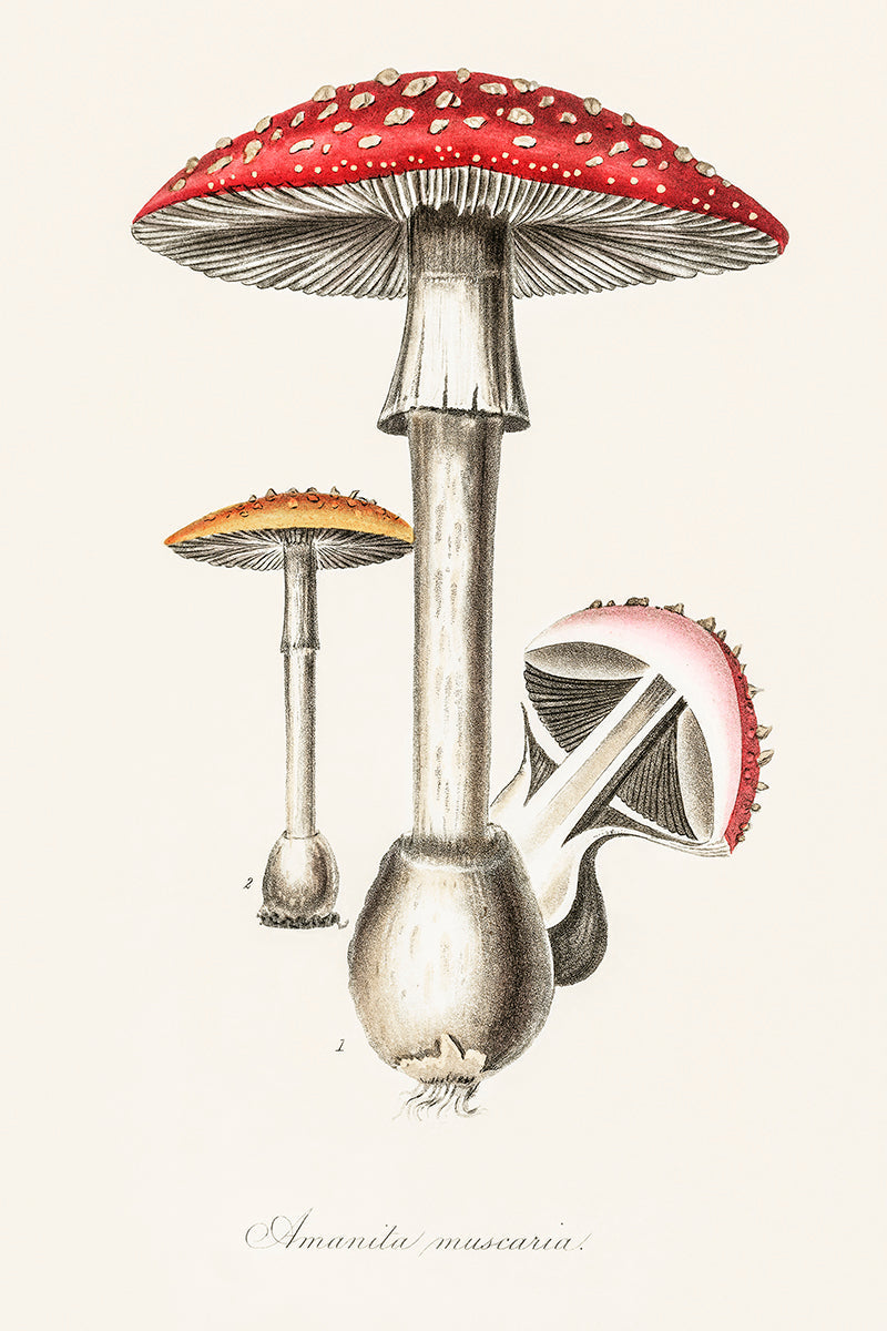 wall-art-print-canvas-poster-framed-Muscimol Mushrooms-GIOIA-WALL-ART