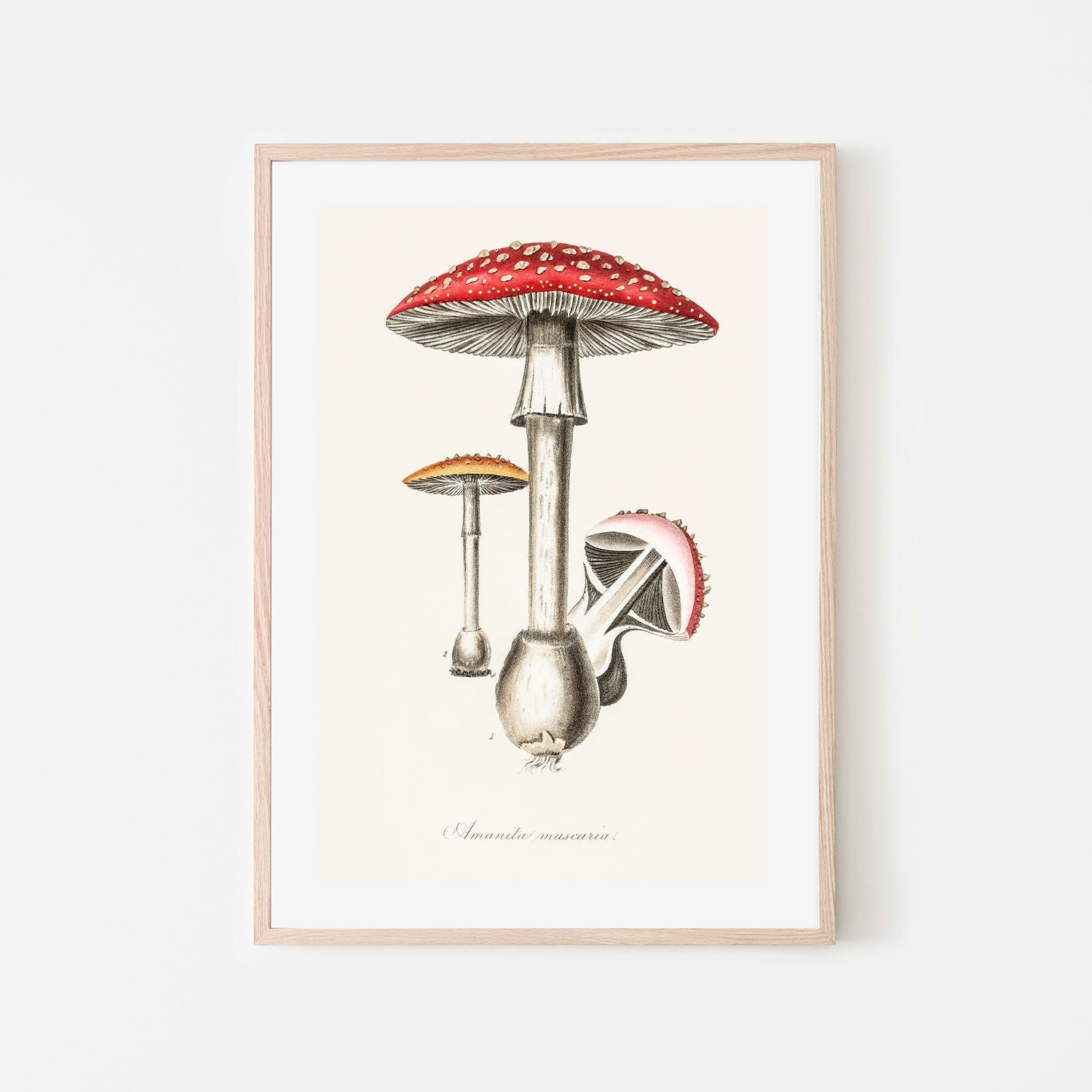 wall-art-print-canvas-poster-framed-Muscimol Mushrooms-GIOIA-WALL-ART