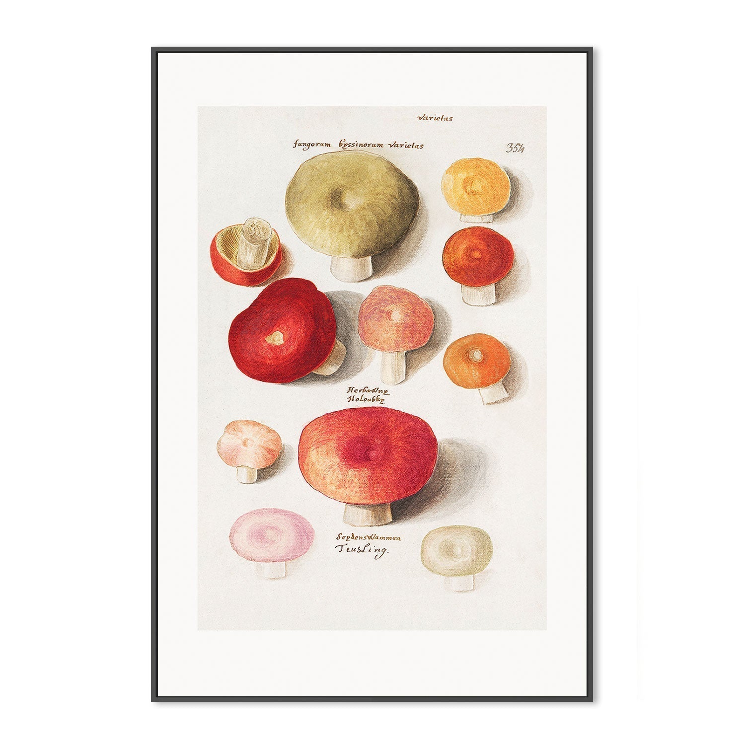 wall-art-print-canvas-poster-framed-Mushroom Variety-GIOIA-WALL-ART