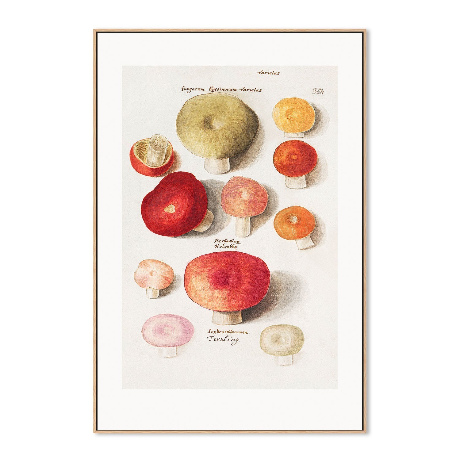 wall-art-print-canvas-poster-framed-Mushroom Variety-GIOIA-WALL-ART