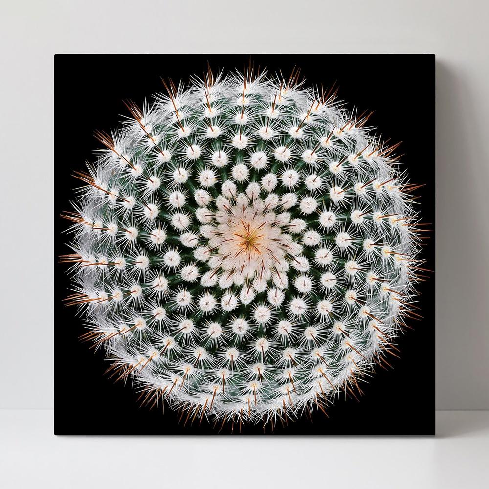 wall-art-print-canvas-poster-framed-Notocactus Scopa, By Victor Mozqueda-by-Plus X Studio-Gioia Wall Art