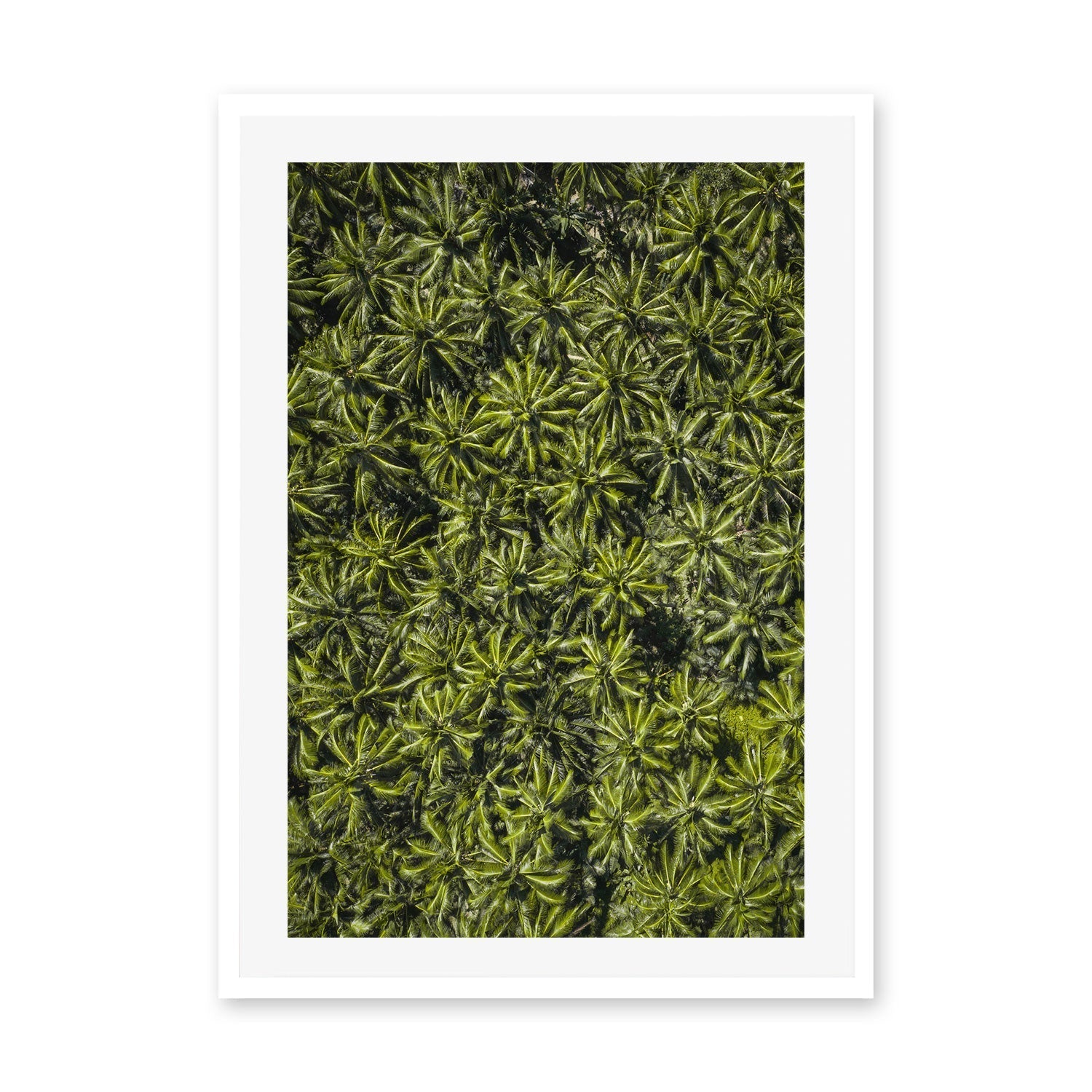 wall-art-print-canvas-poster-framed-Oasis , By Max Lissendon-GIOIA-WALL-ART