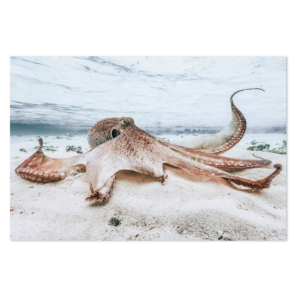wall-art-print-canvas-poster-framed-Octopus, By Barathiew Gabriel-by-Plus X Studio-Gioia Wall Art