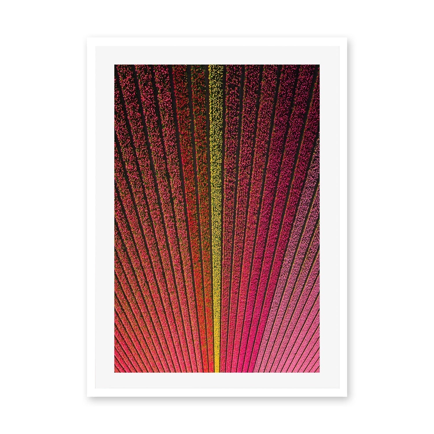 wall-art-print-canvas-poster-framed-Odd One Out , By Max Lissendon-GIOIA-WALL-ART