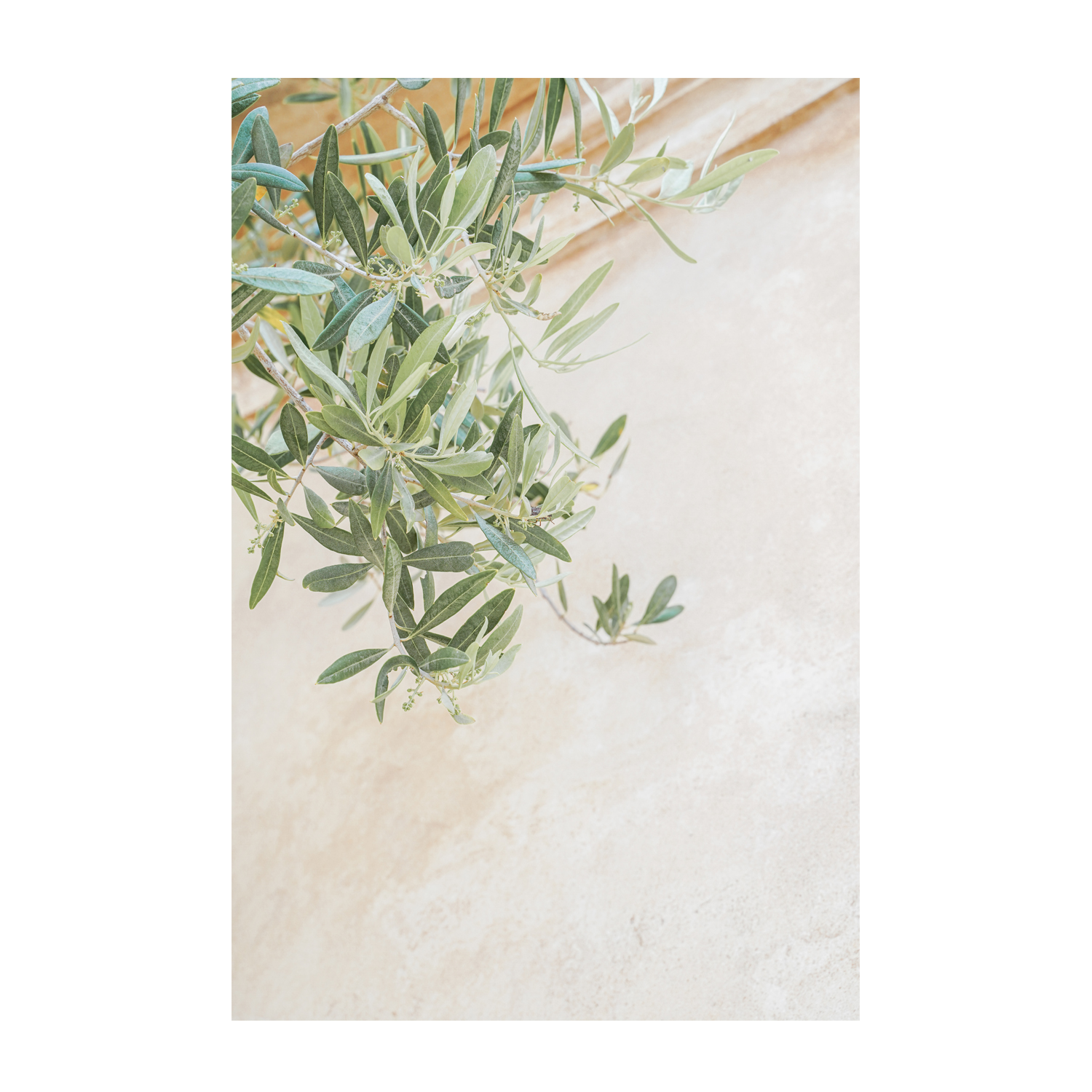 wall-art-print-canvas-poster-framed-Olive Tree Leaves-1