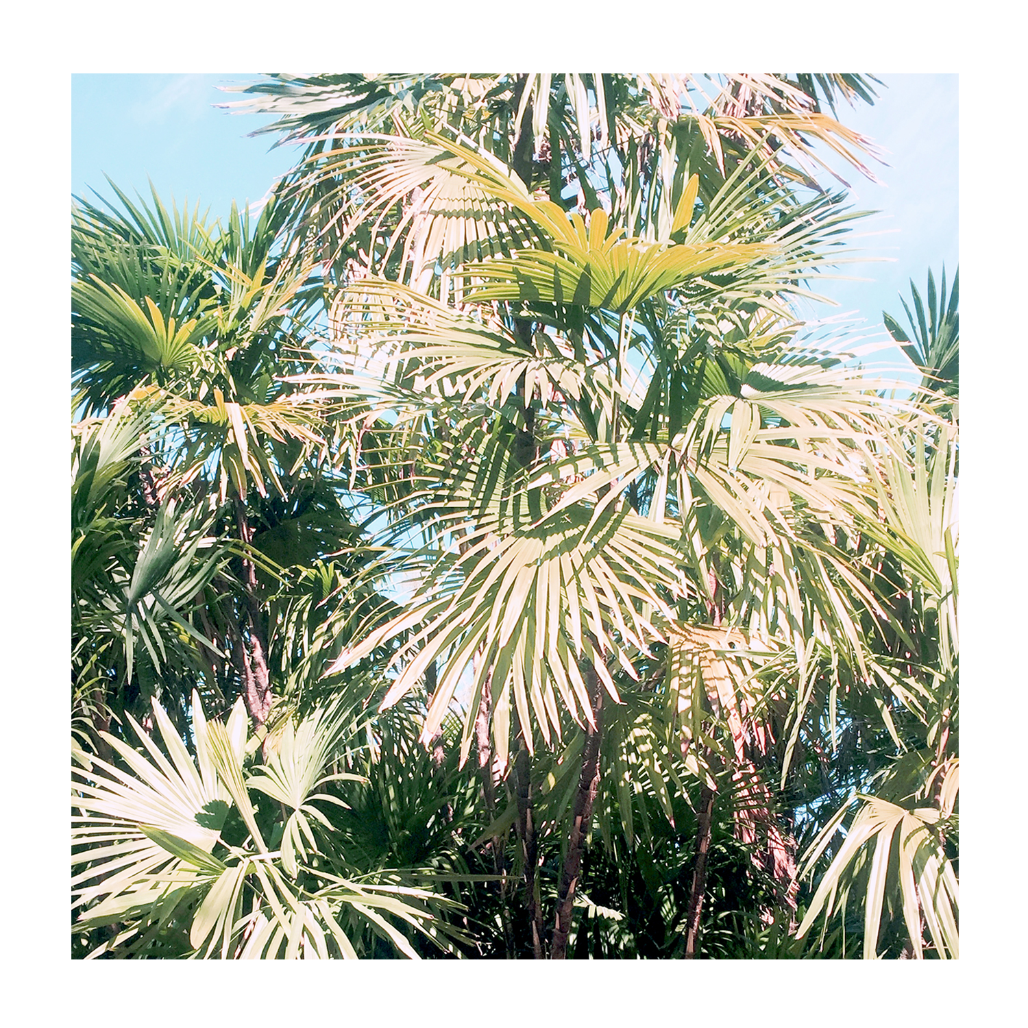 wall-art-print-canvas-poster-framed-Palm Leaves , By Hope Bainbridge-1